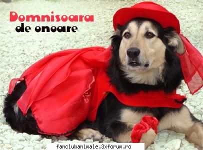 poze funny draguta domnisoara onoare doar mireasa accepta sai duca asceasta domnisoara onoare rochi