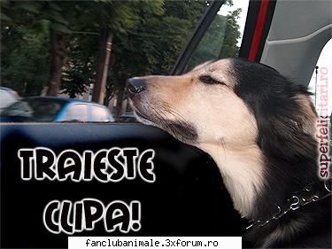 el traieste clipa tu o traiesti?
 :zzz: poze funny