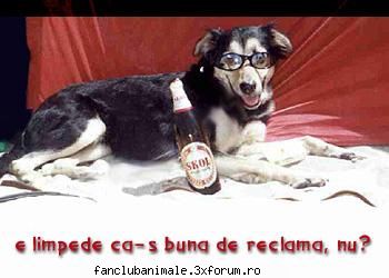 nimeni nu rezista unei sticle de bere poze funny
