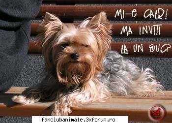 poze funny cine ofera?
