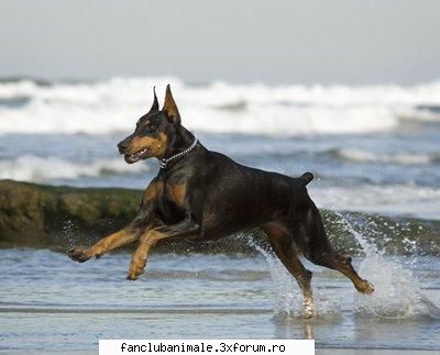 doberman talie:     tara germania 1908     negru, maro,     55-71