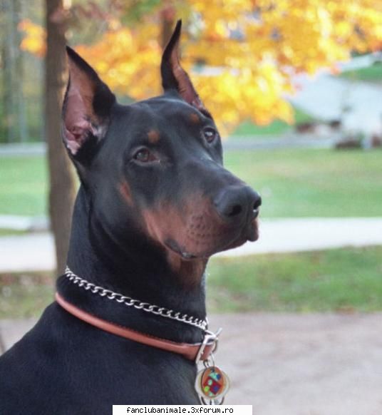 =) doberman