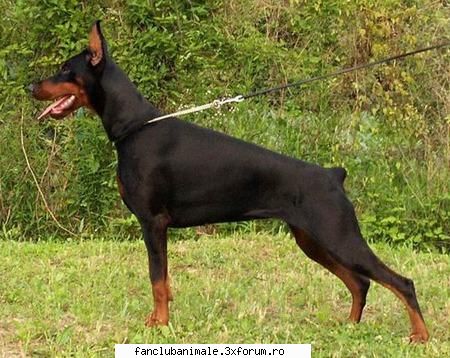 doberman draguti sunt