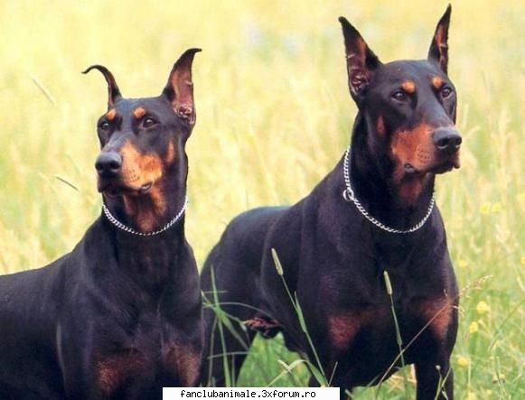 doberman