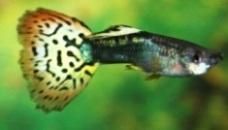 nui asa? guppy