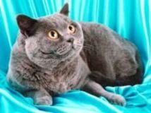 british shorthair british shorthair, pisica plus caracter afectuos religioase celor doua razboaie