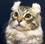 american curl