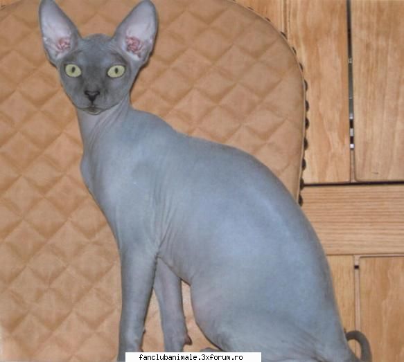 am gasit(no coment) sphynx