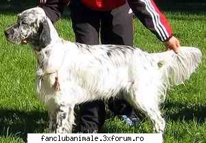 tara in care este mascul 65 - 68 cm; femela 61 - 68 mascul 27 - 30 kg; femela 25 - 30 parului: alb