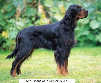 1 setter gordon