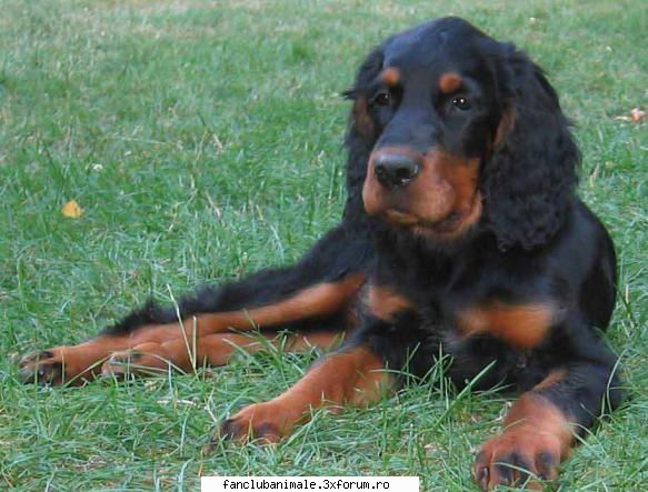 2 setter gordon