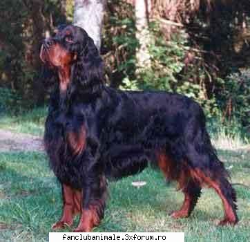 3 setter gordon