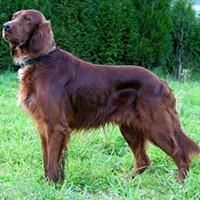 setter irlandez una din rasele mele