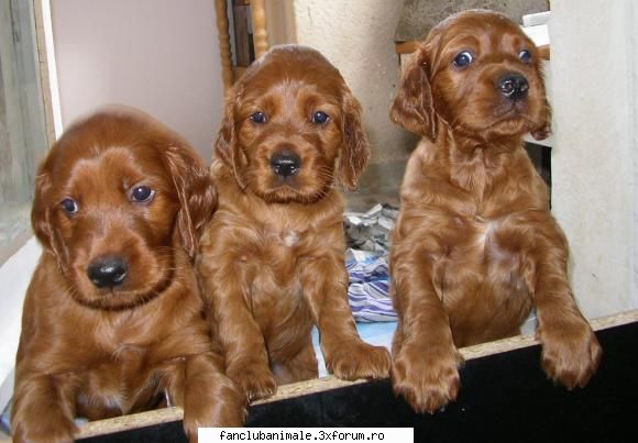 setter irlandez puii   