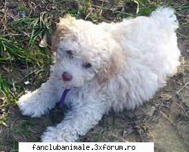caniche inaltime: sunt trei   greutate   greutate   greutate parului: poate culoare