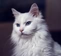 Angora Turceasca - Katy_animale - Pisici