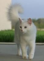 Angora Turceasca - Katy_animale - Pisici