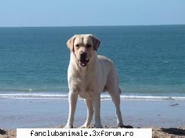 Labradorul - love_animals - Caini
