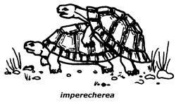 Reproducerea - Deea 31 - Viata din terariu