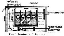 Reproducerea - Deea 31 - Viata din terariu